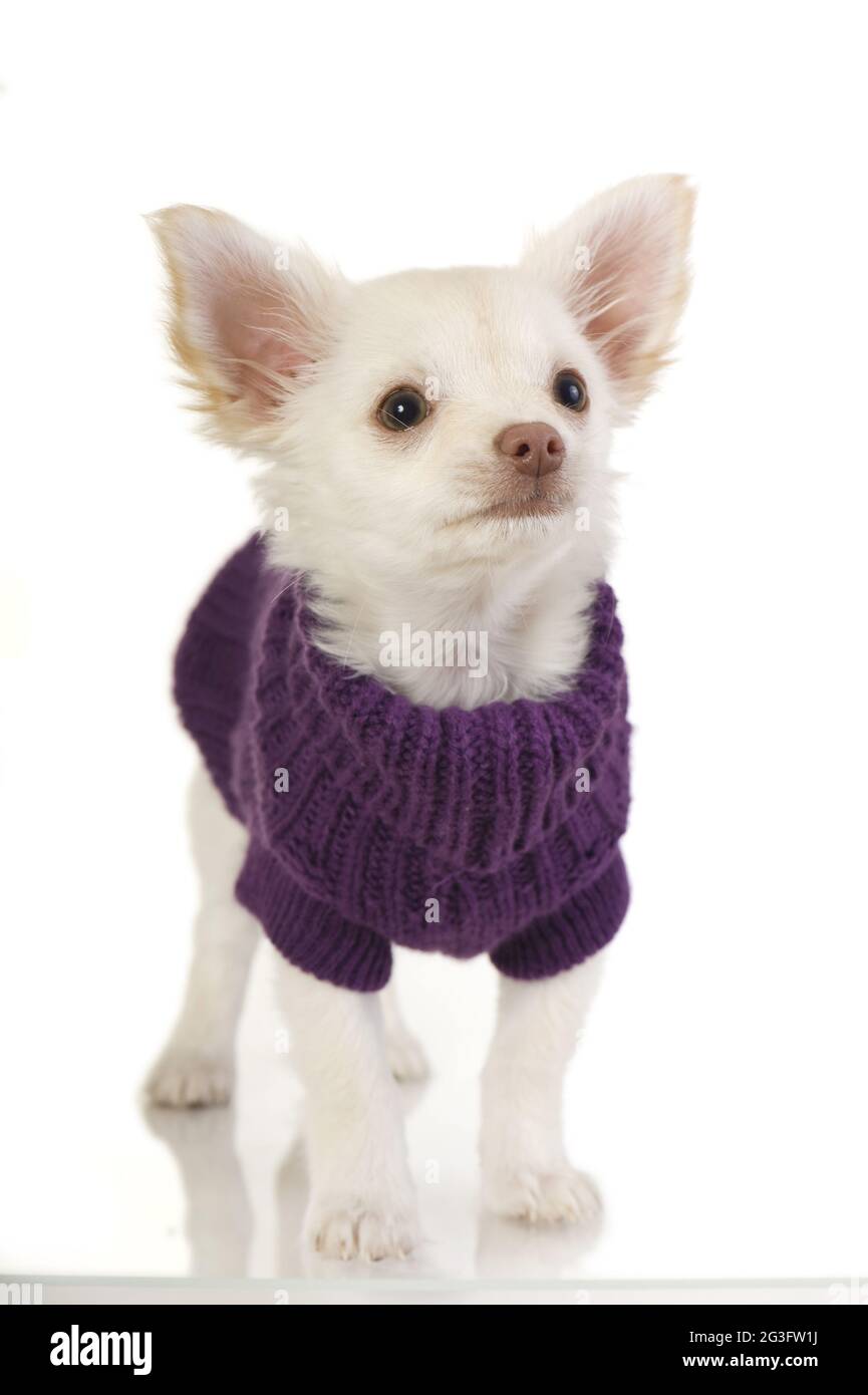 chihuahua with sweater