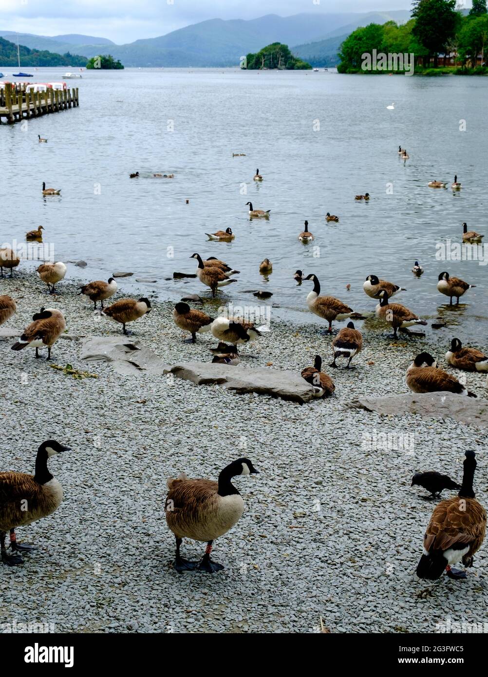 A flock of Canada geese (Branta canadensis) on the shore of Lake Windermere in the Lakes District, England, UK Stock Photo