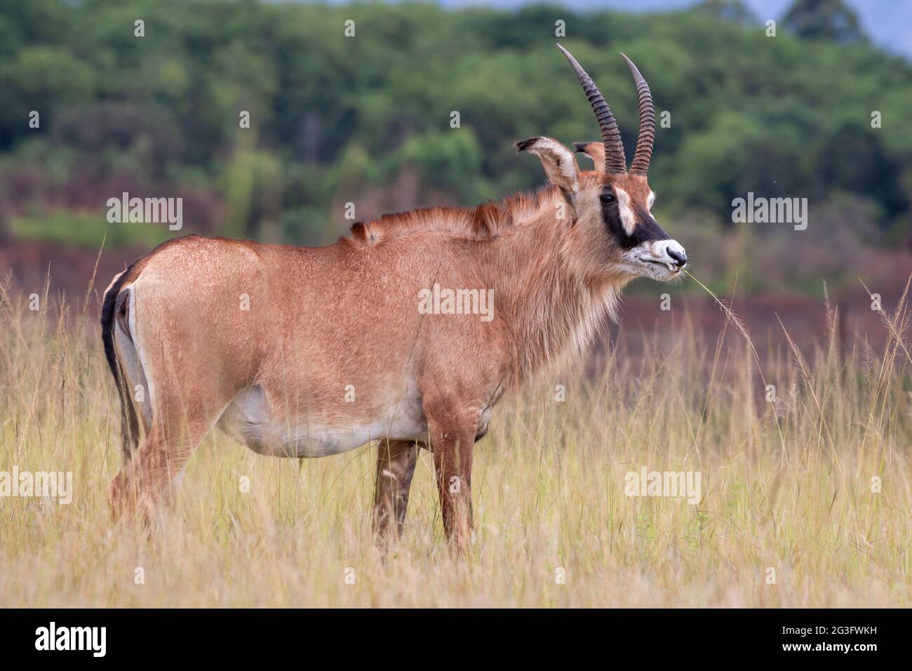 Roan (Hippotragus equinus) Mlilwane nature reserve breeding programme, Eswatini, Africa Stock Photo