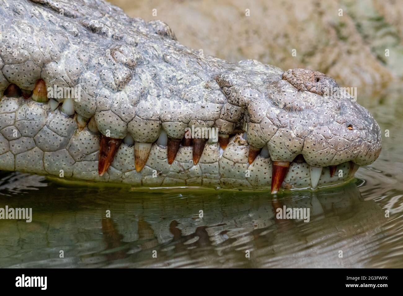 Saltwater crocodile (Crocodylus porosus) snout resting on water demonstrating teeth. Daintree, Queensland, Australia Stock Photo