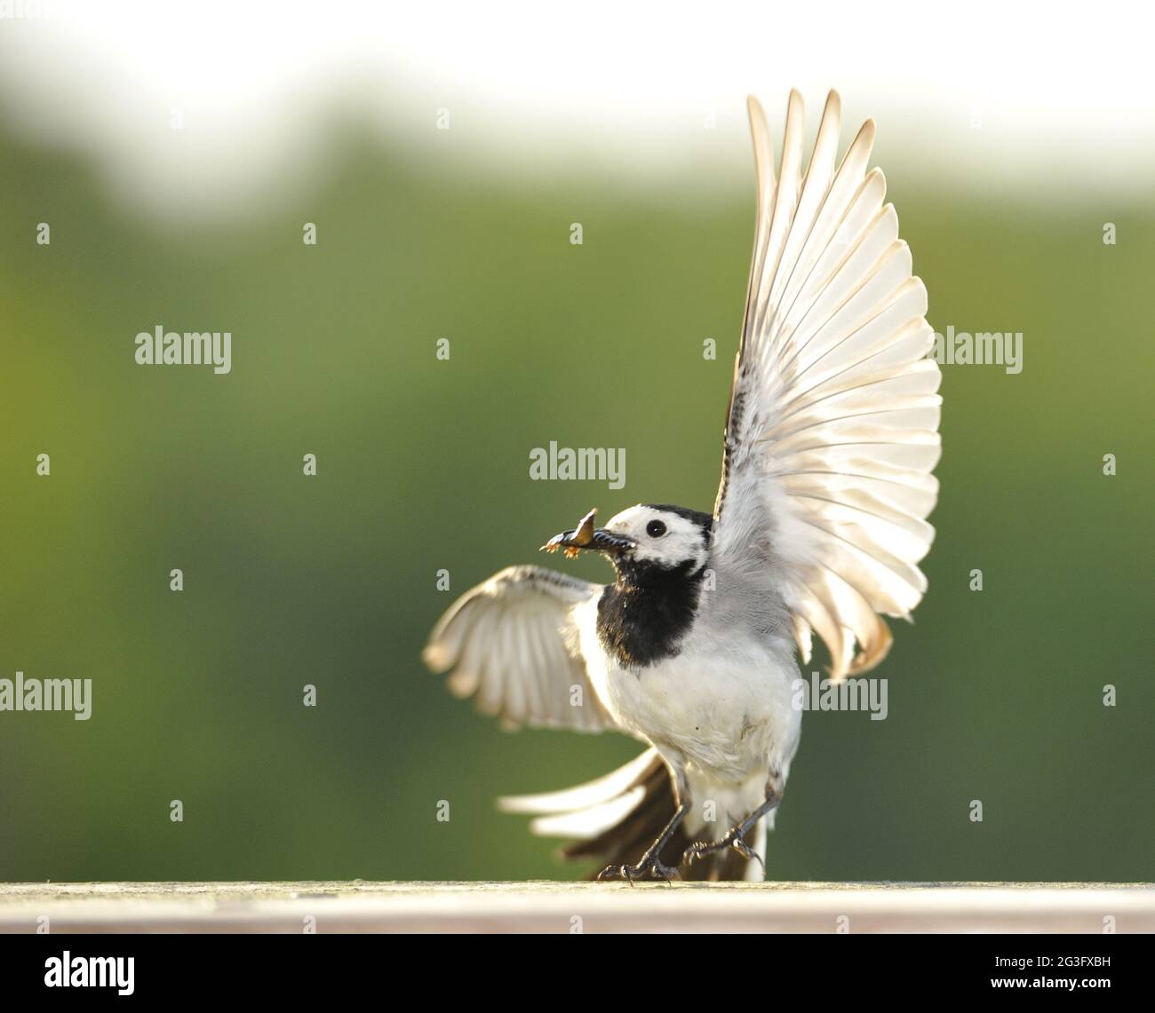 Wagtail after the hunt. Stock Photo