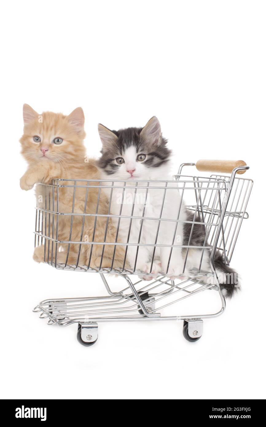 Two little kitten in a shopping basket Stock Photo
