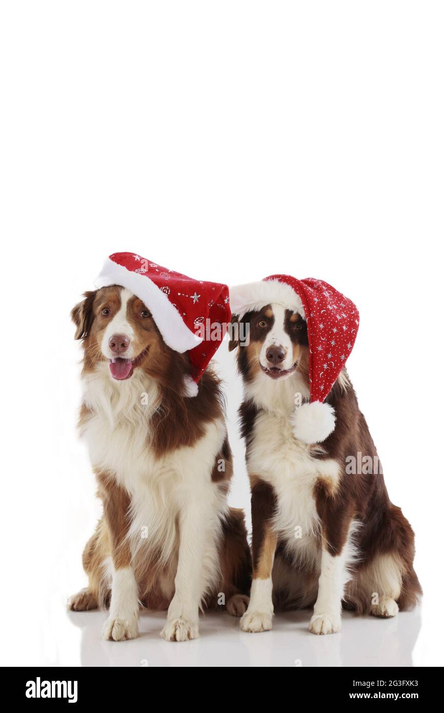 Australian Shepherd in christmas costume Stock Photo Alamy