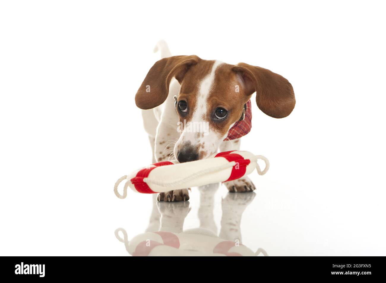 American Dachshound piebald Stock Photo