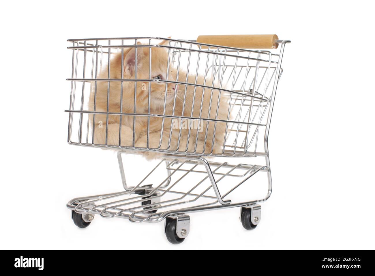 Little kitten in shopping basket Stock Photo