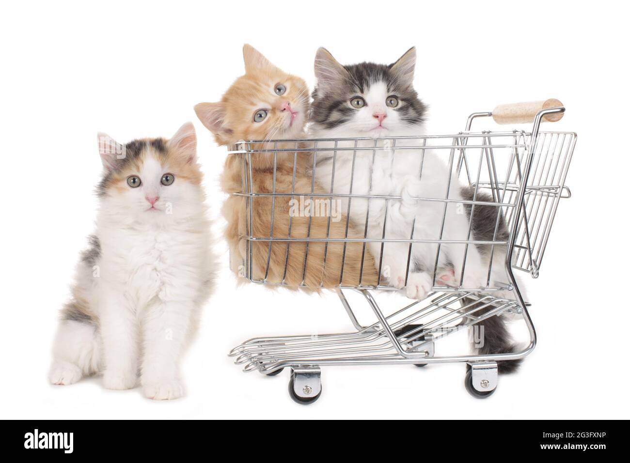 Three little kitten in a shopping baket Stock Photo