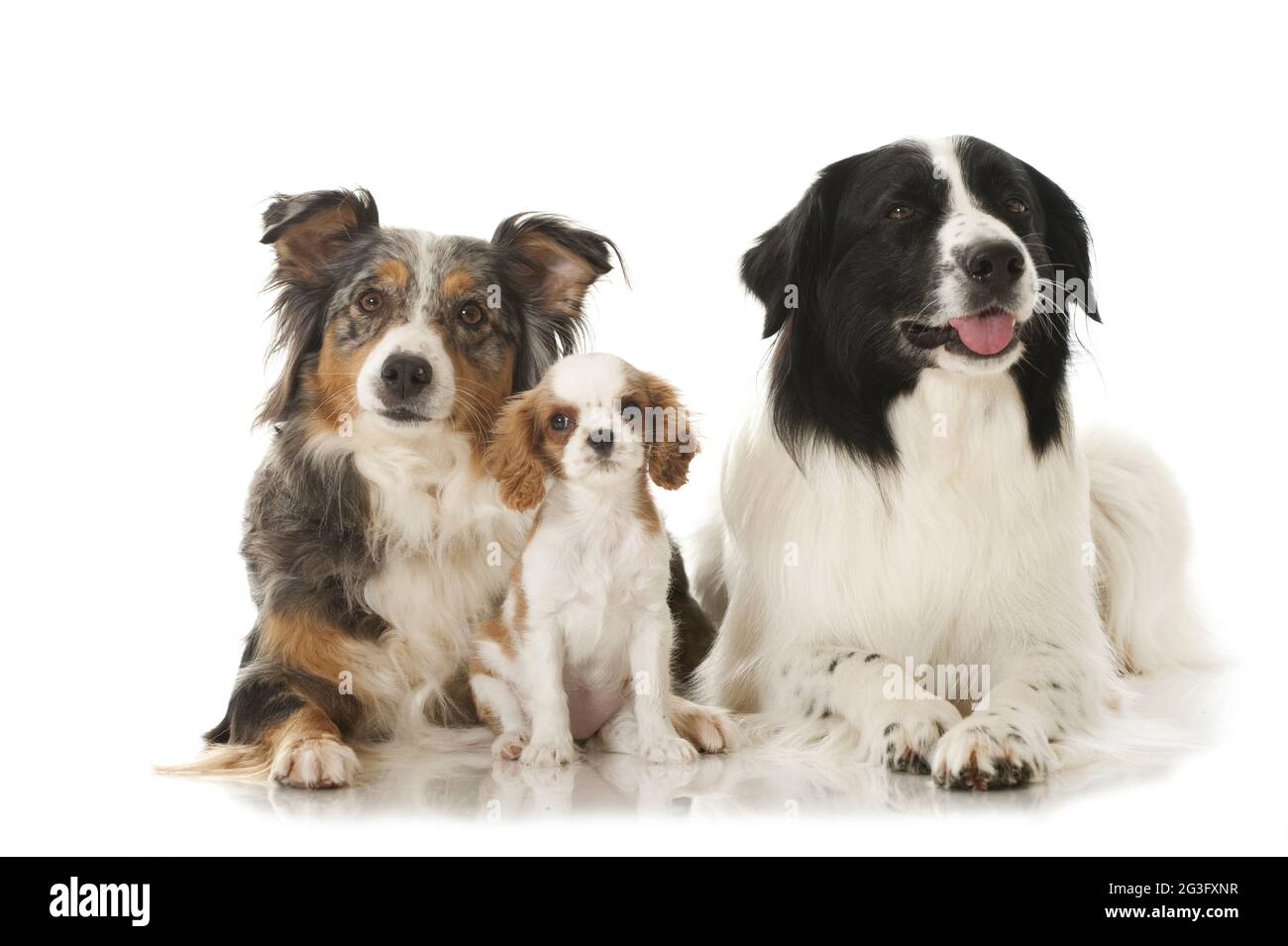 401 Australian Shepherd Border Collie Stock Photos, High-Res Pictures, and  Images - Getty Images
