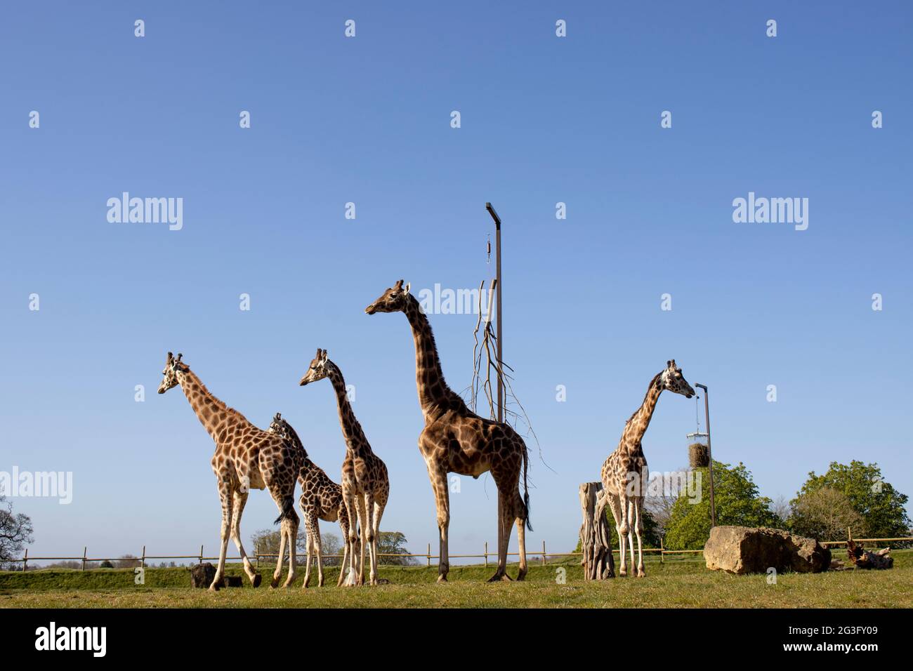 A portrait of a tower of giraffes gazing into the distance of their beautiful enclosure at Cotsworld Wildlife Park Stock Photo