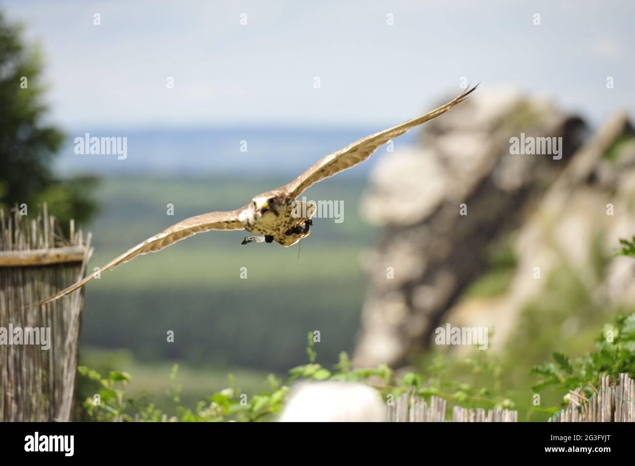 Flying hawk Stock Photo