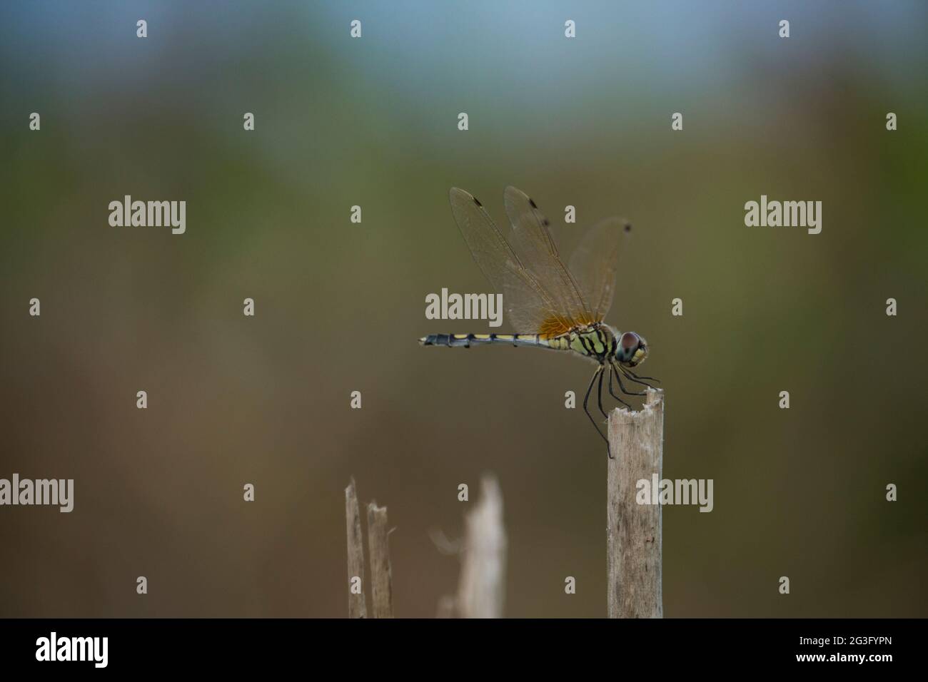 Jute Insects Jute insect hi-res stock photography and images - Alamy