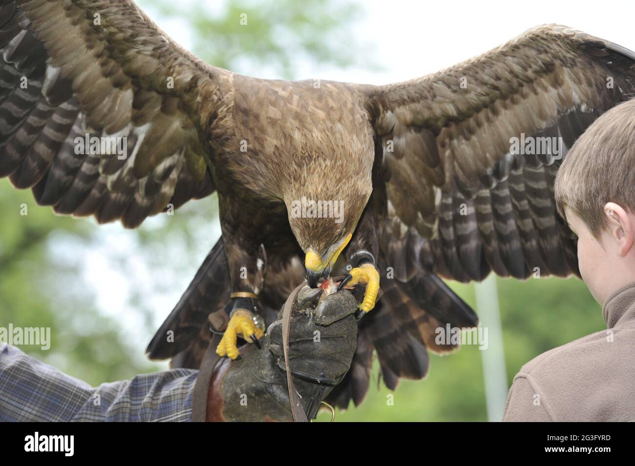 Wild bird in the Falkenhof Harz with falconer Mursa. Stock Photo