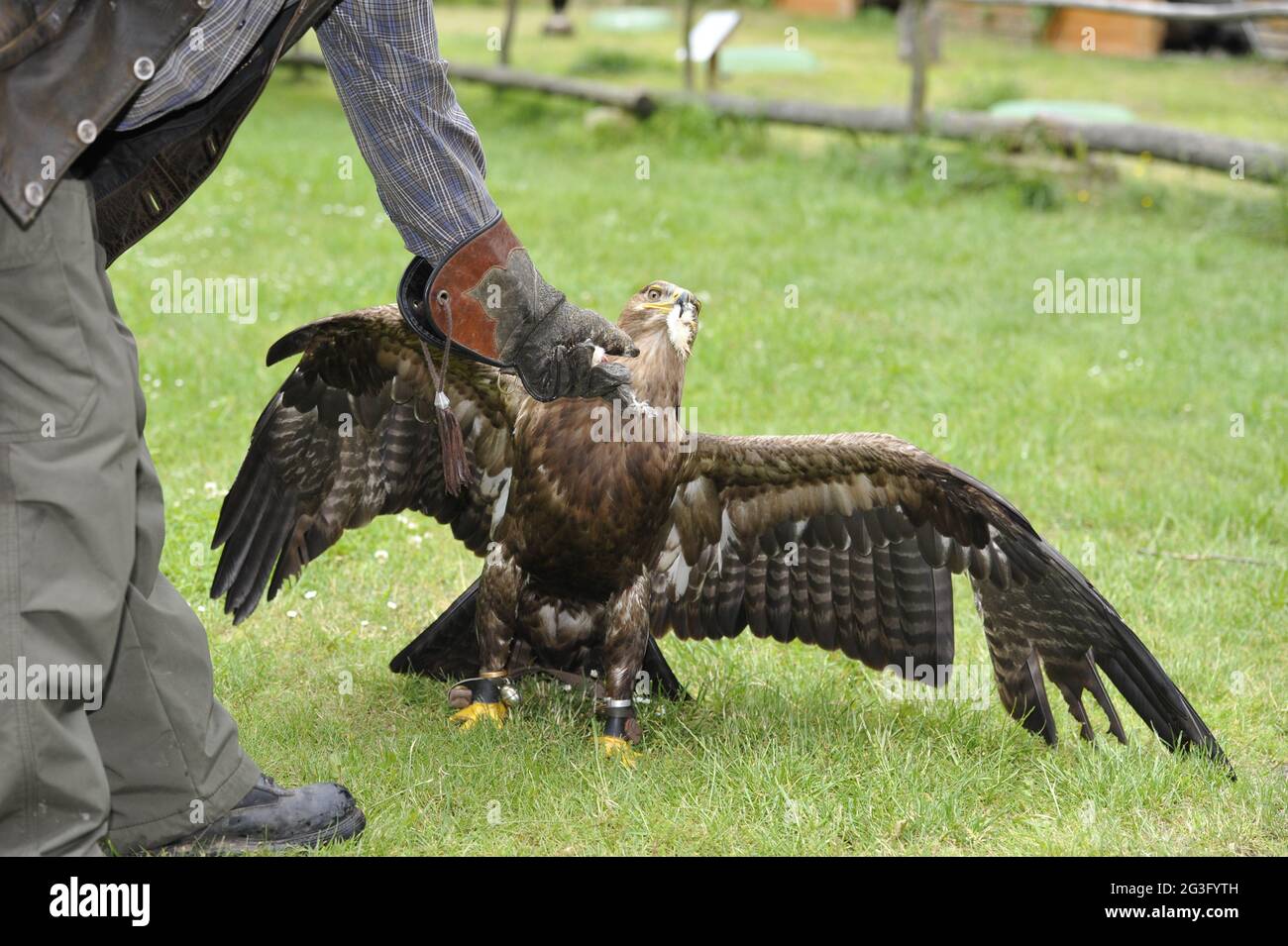 Wild bird in the Falkenhof Harz with falconer Mursa. Stock Photo