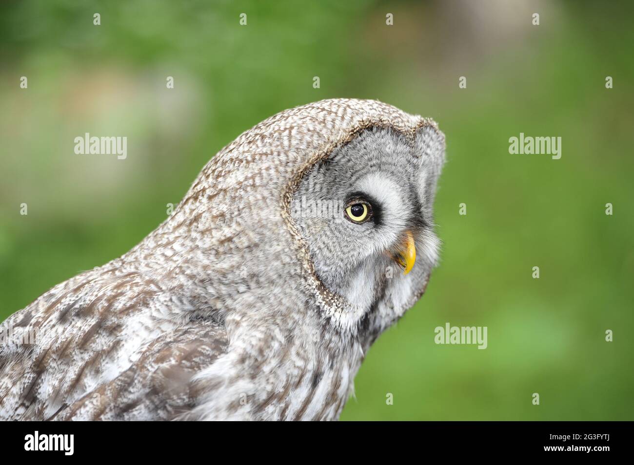 Burrowing owls,Athene cunicularia. Stock Photo