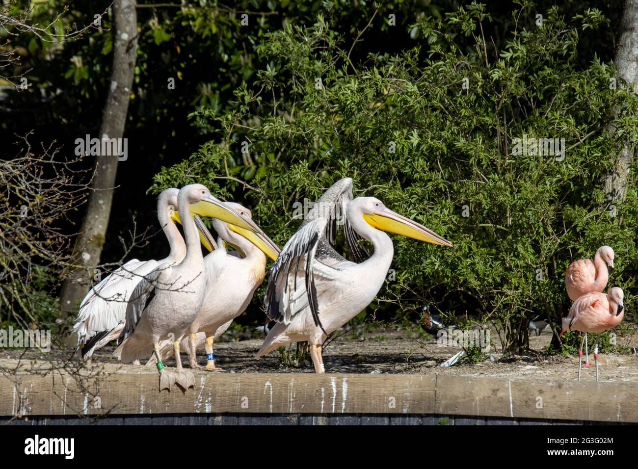 A portrait of pelicans enjoying the waterside Stock Photo