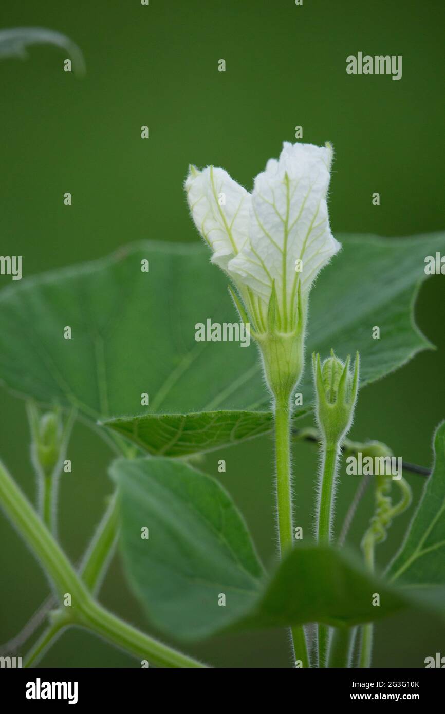 Green gourd leaves and flowers Stock Photo