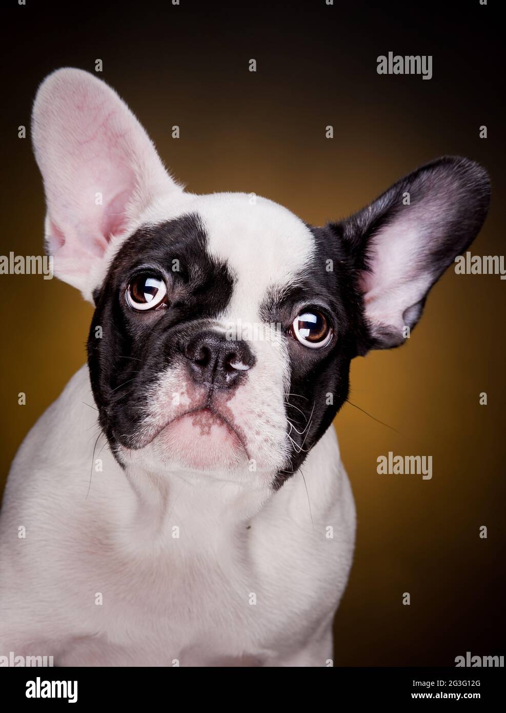 Funny french bulldog puppy Stock Photo - Alamy
