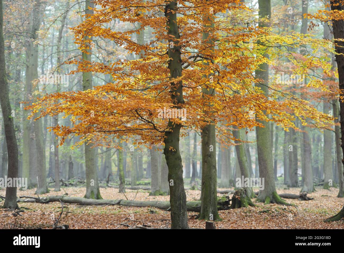 Golden autumn in the forest Stock Photo - Alamy