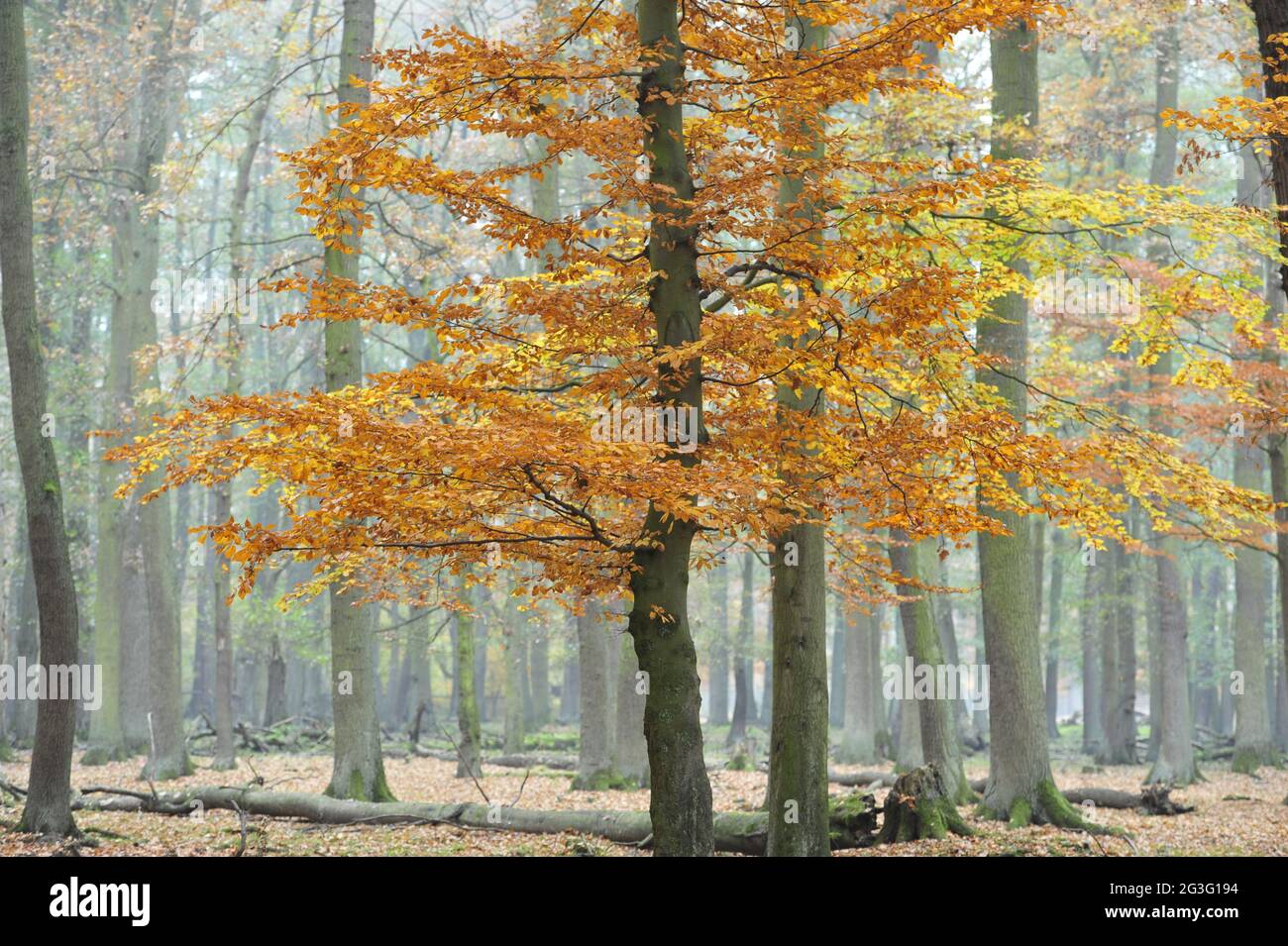 Golden autumn in the forest Stock Photo