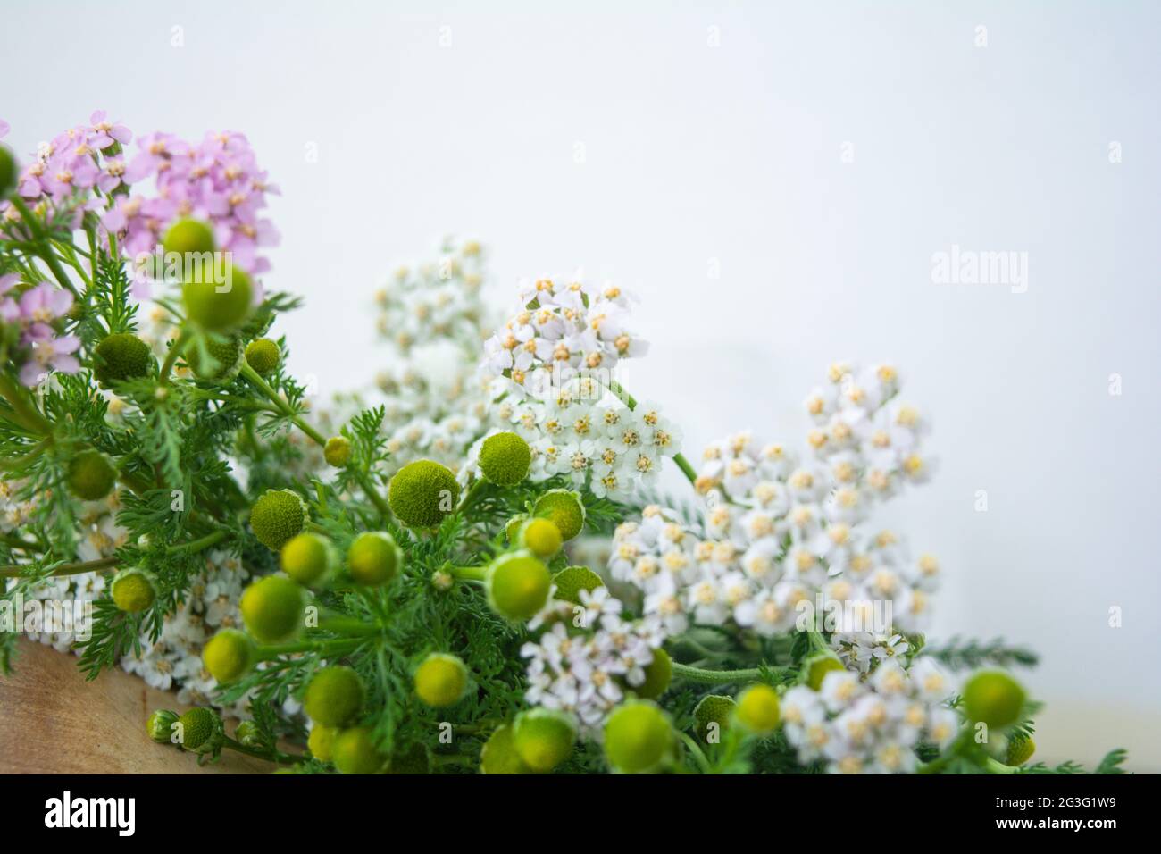 Meadow medical herbs - Chamomile and Achillea. Alternative medicine herbal grass Stock Photo