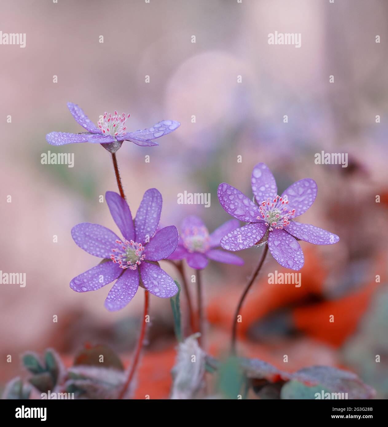 Pink flowers , Hepatica nobilis, on a blurry background Stock Photo - Alamy