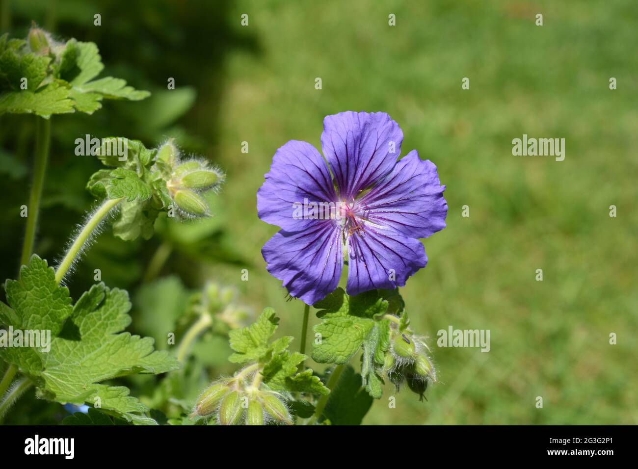 Hardy geranium also known as Cranesbill, plant detail showing purple flower, buds and leaves Stock Photo