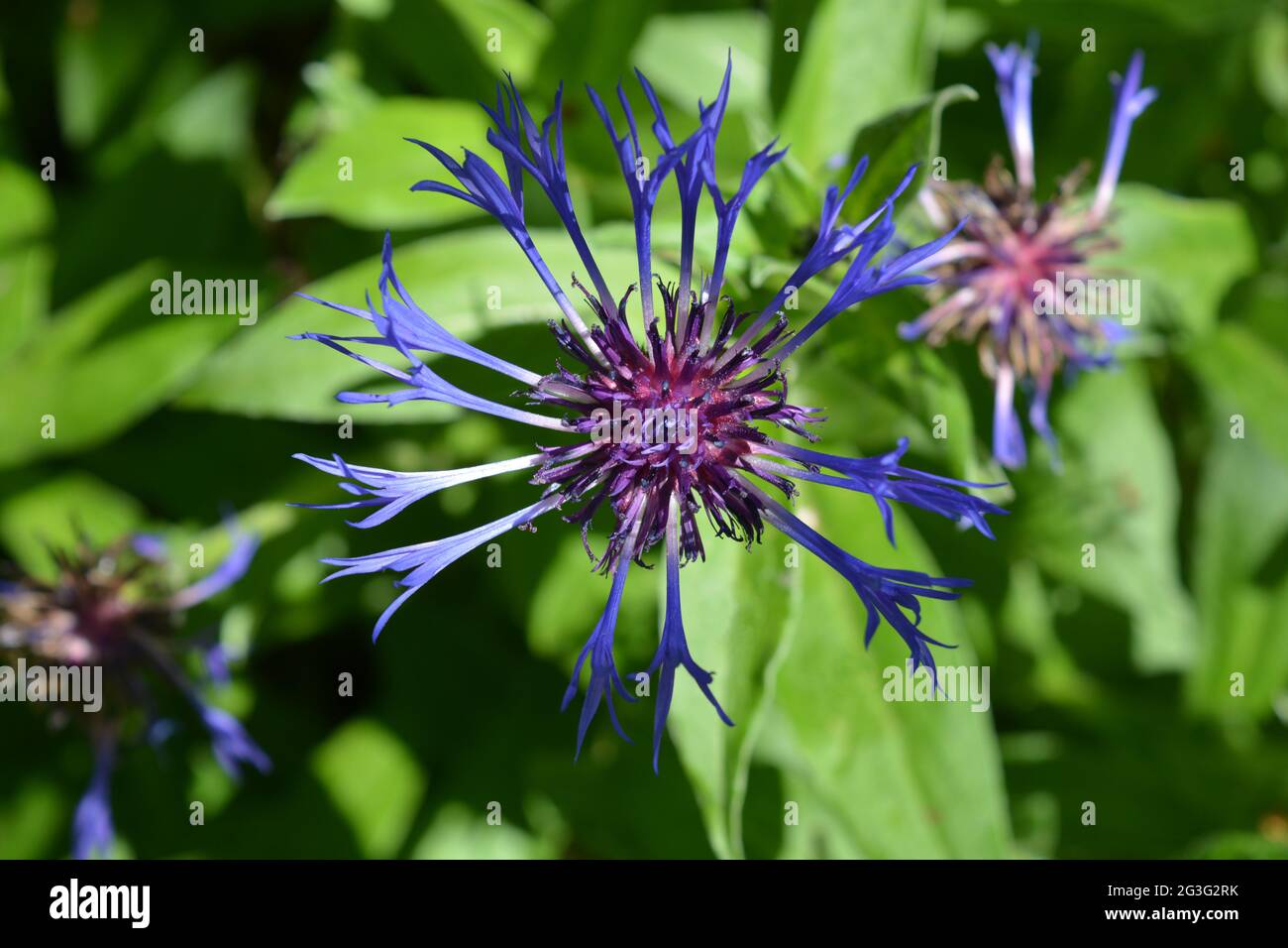 Perennial cornflower also known as Centaurea montana or montane
