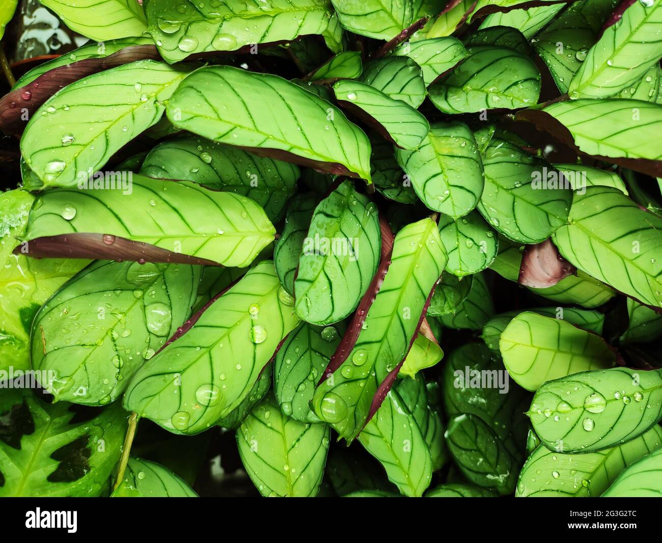 Green wet tropical leaves pattern background. Calathea plant with water drops Stock Photo
