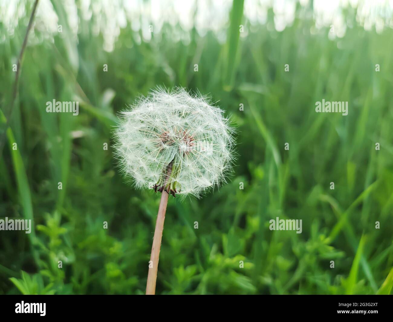 Dandelion seeds on fresh green morning meadow background Stock Photo
