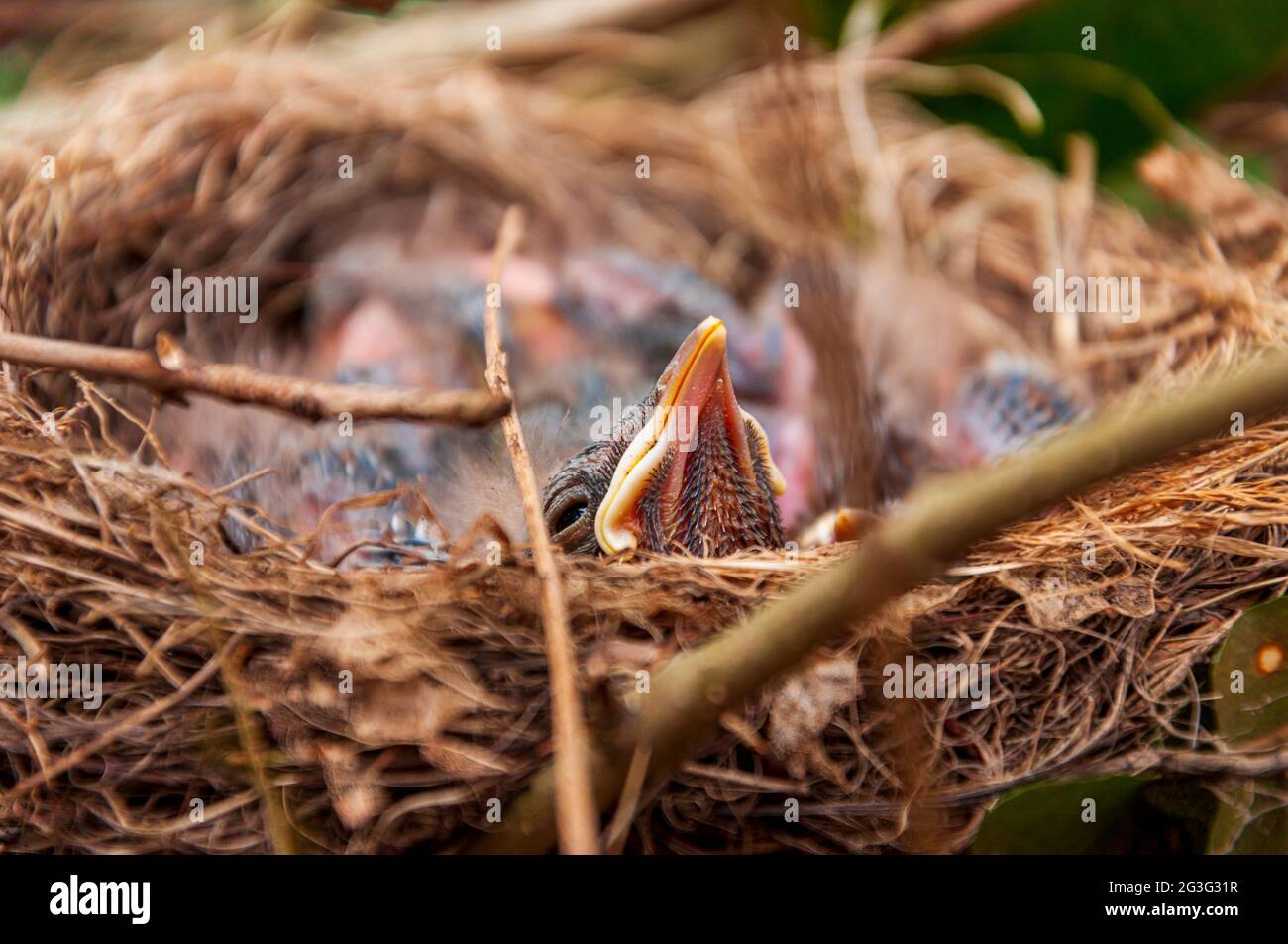 Several blackbird chiks sleeping in the nest. Stock Photo