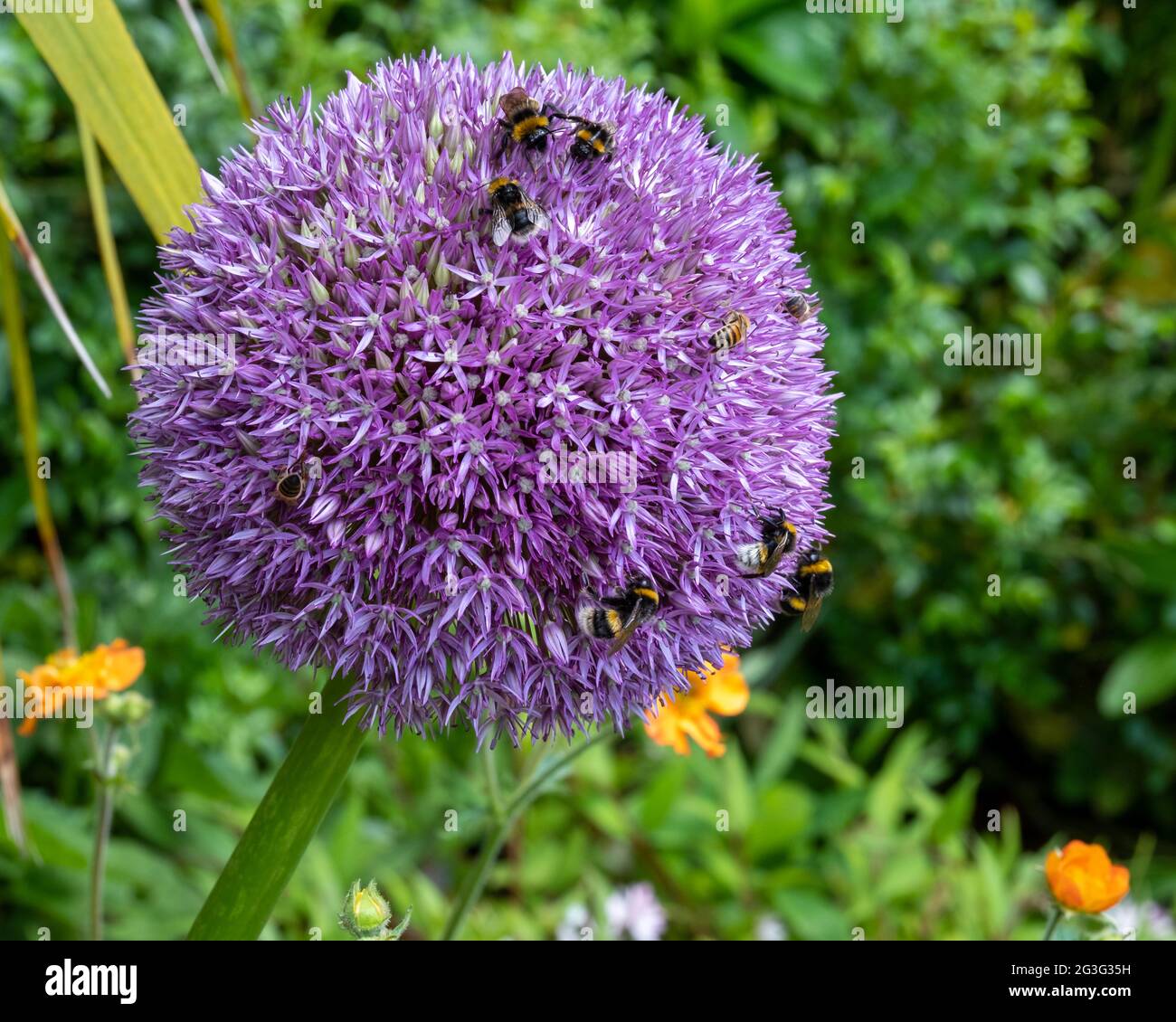 Allium giganteum flower heads, also called a giant onion Allium. The flowers bloom in the early summer and make an architectural statement. Stock Photo