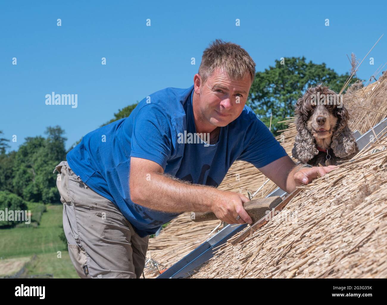 Old Warden, Bedfordshire, UK. 15 June 2021.   On one of the hottest days of the year Chris Dodson, a fourth-generation master thatcher with his spaniel dog Molly, working with traditional water reed to re-thatch a sports pavilion roof. Once finished the thatch will last typically forty to fifty years before needing replacing.   Credit: Matt Limb OBE/Alamy Live News Stock Photo