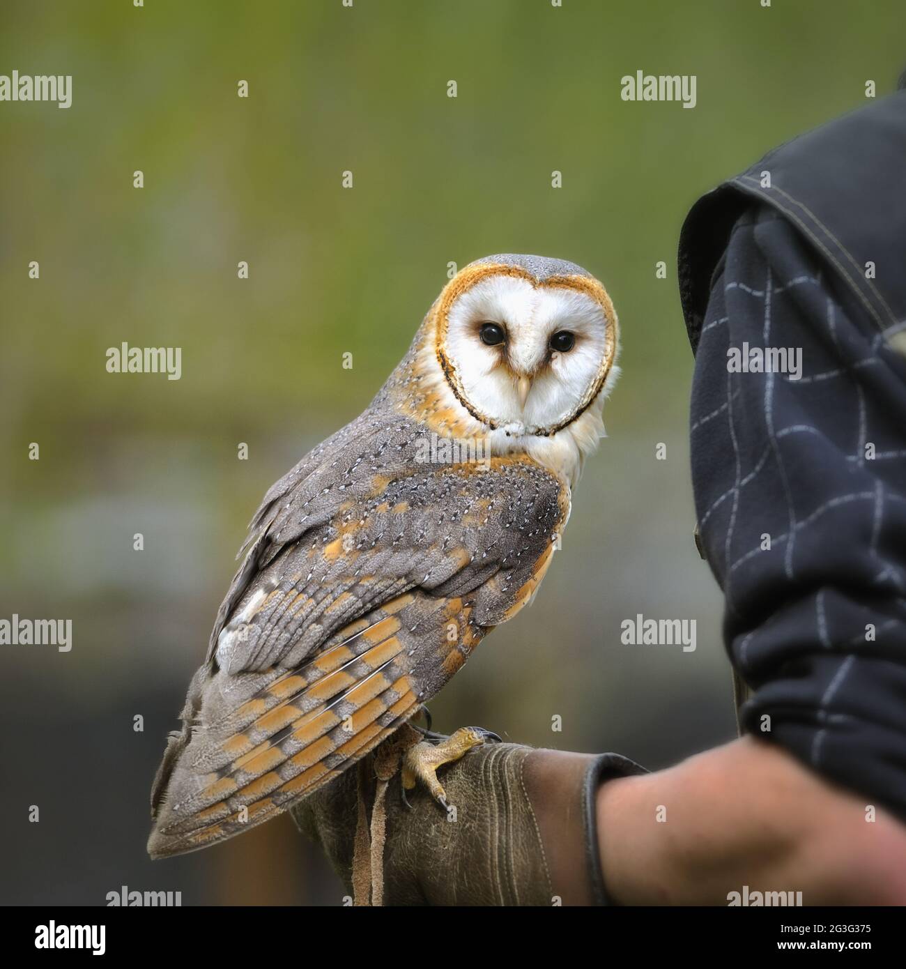 The barn owl (Tyto alba) Stock Photo