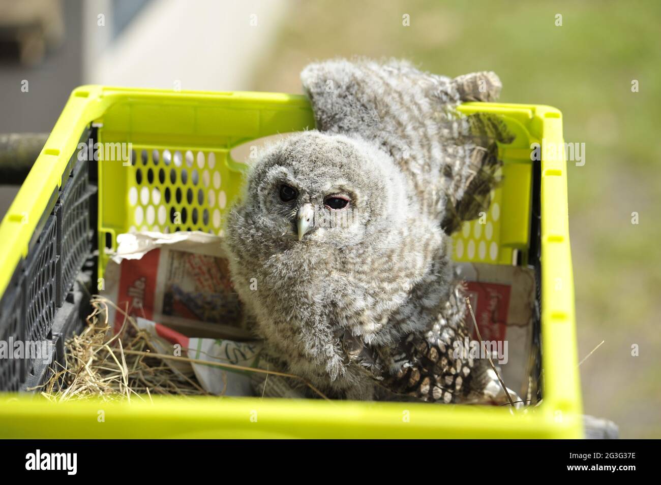 Waldkauz,Tawny Owl,Stric Aluco Stock Photo
