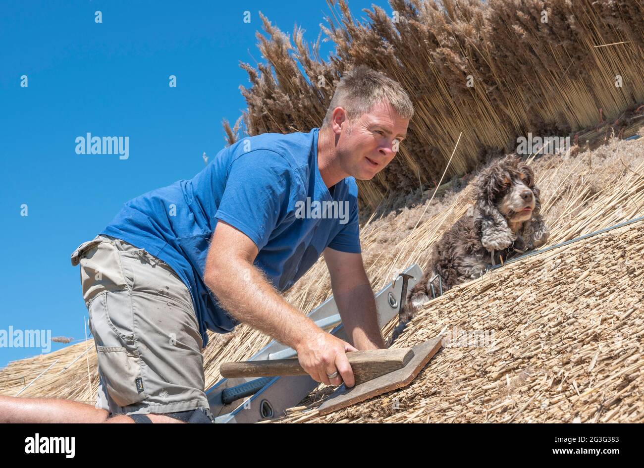 Old Warden, Bedfordshire, UK. 15 June 2021.   On one of the hottest days of the year Chris Dodson, a fourth-generation master thatcher with his spaniel dog Molly, working with traditional water reed to re-thatch a sports pavilion roof. Once finished the thatch will last typically forty to fifty years before needing replacing.   Credit: Matt Limb OBE/Alamy Live News Stock Photo