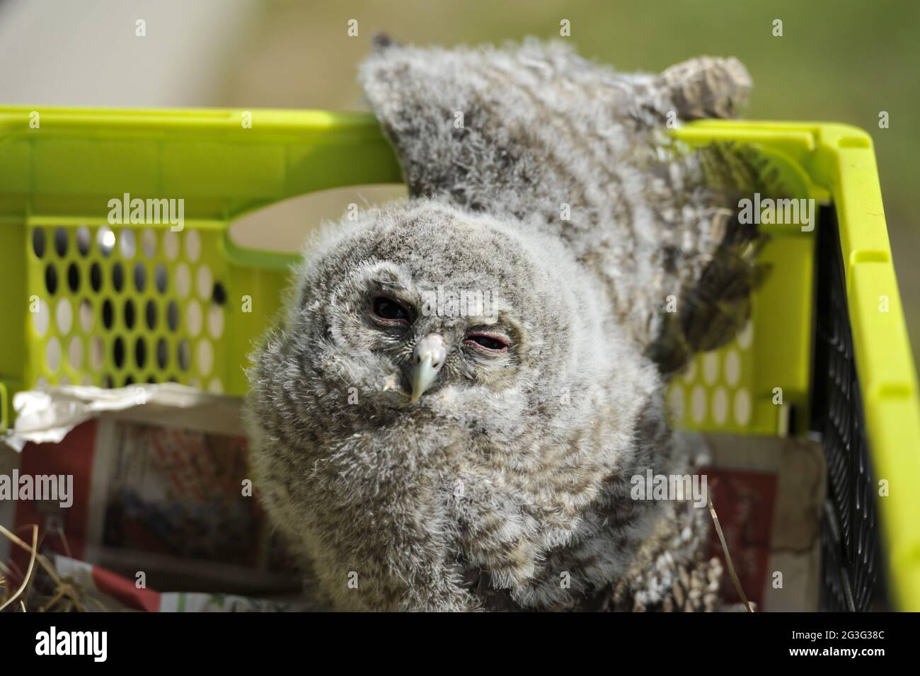 Waldkauz,Tawny Owl,Stric Aluco Stock Photo
