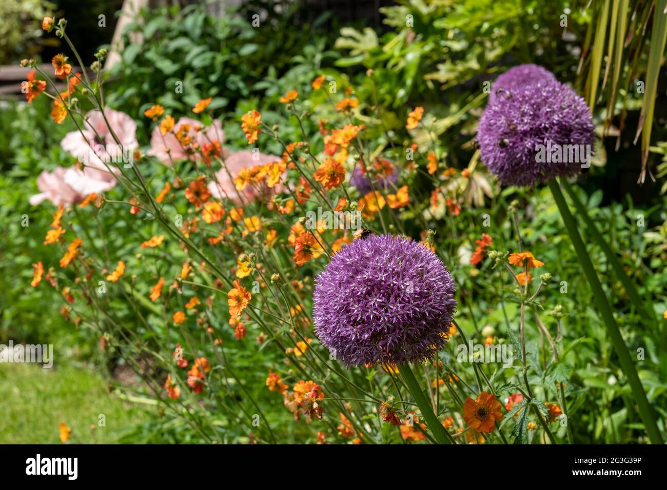 Allium giganteum flower heads, also called a giant onion Allium. The flowers bloom in the early summer and make an architectural statement. Stock Photo