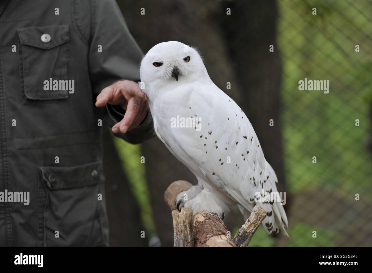 Close up of a Snowy Owl. Bubo scandiacus Stock Photo