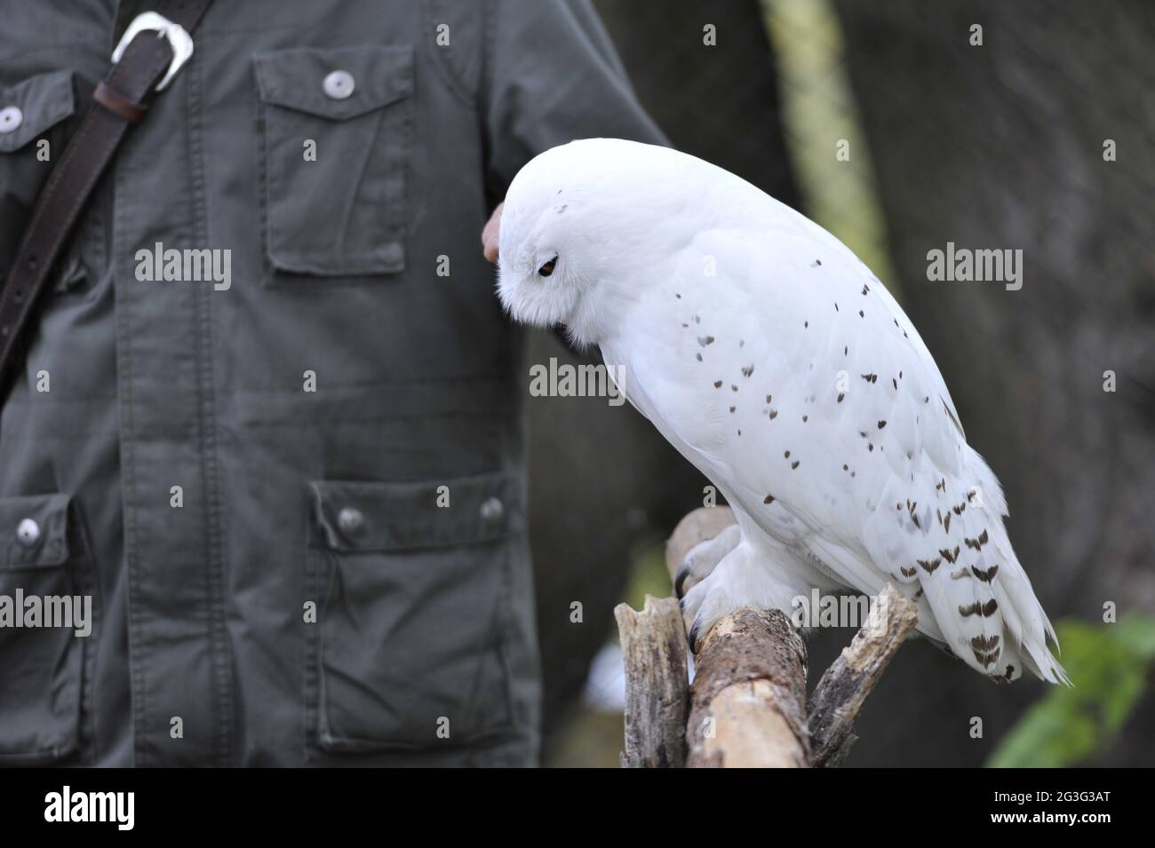Close up of a Snowy Owl. Bubo scandiacus Stock Photo