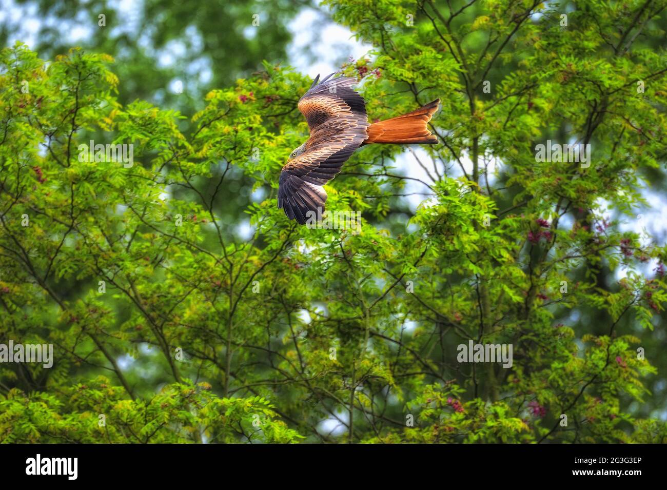 Red Kite,Milvus milvus. Stock Photo