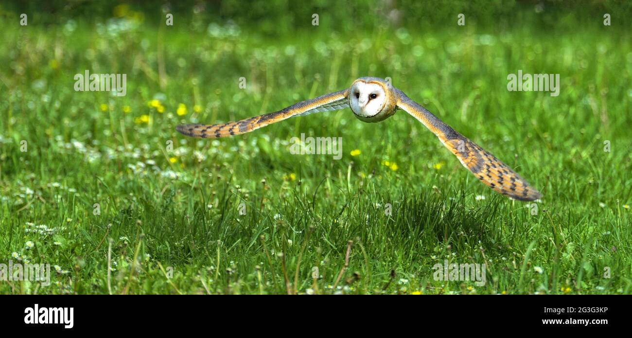 The barn owl (Tyto alba) Stock Photo
