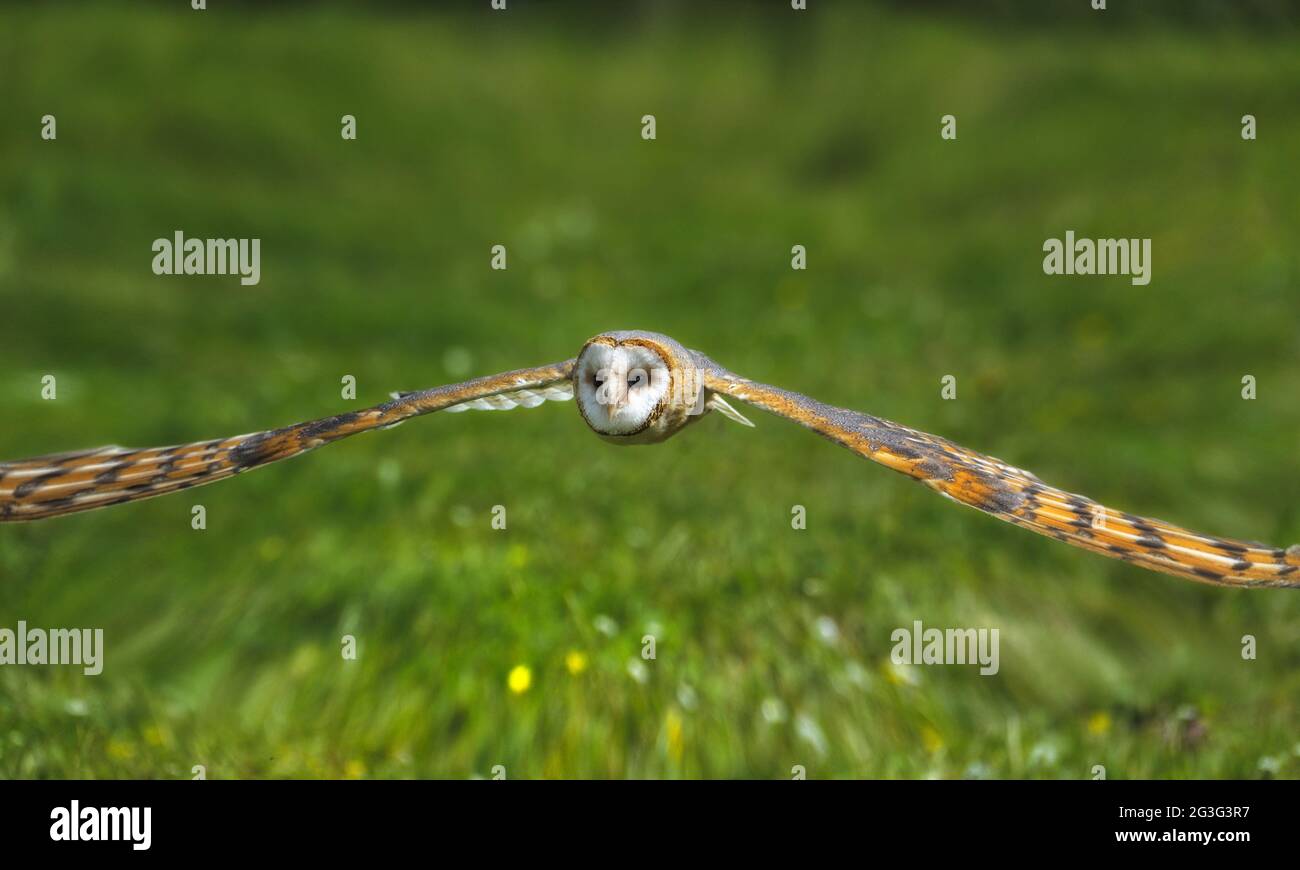 The barn owl (Tyto alba) Stock Photo