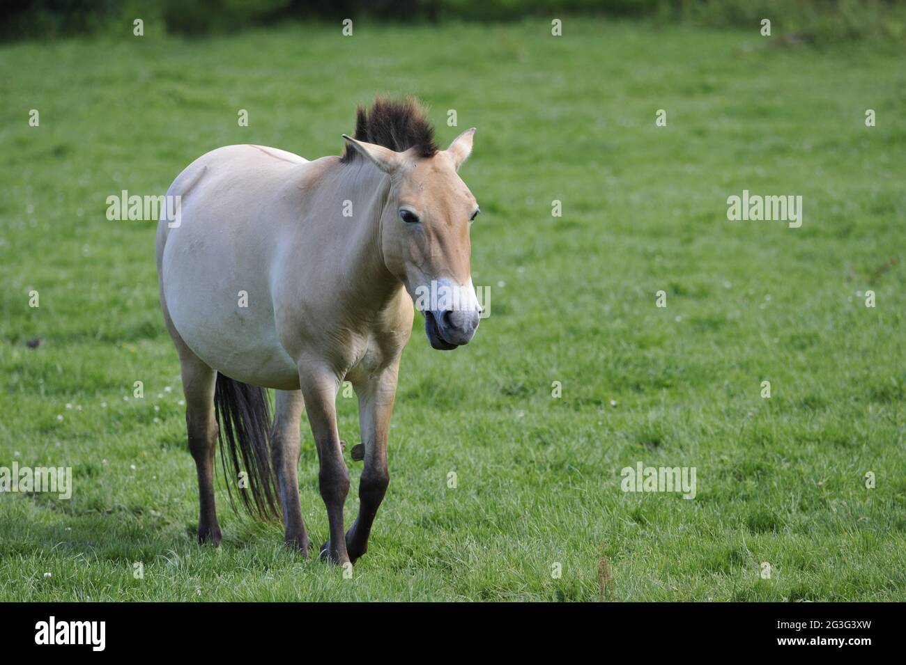 Przewalski-Pferd (Equus ferus przewalskii) Stock Photo