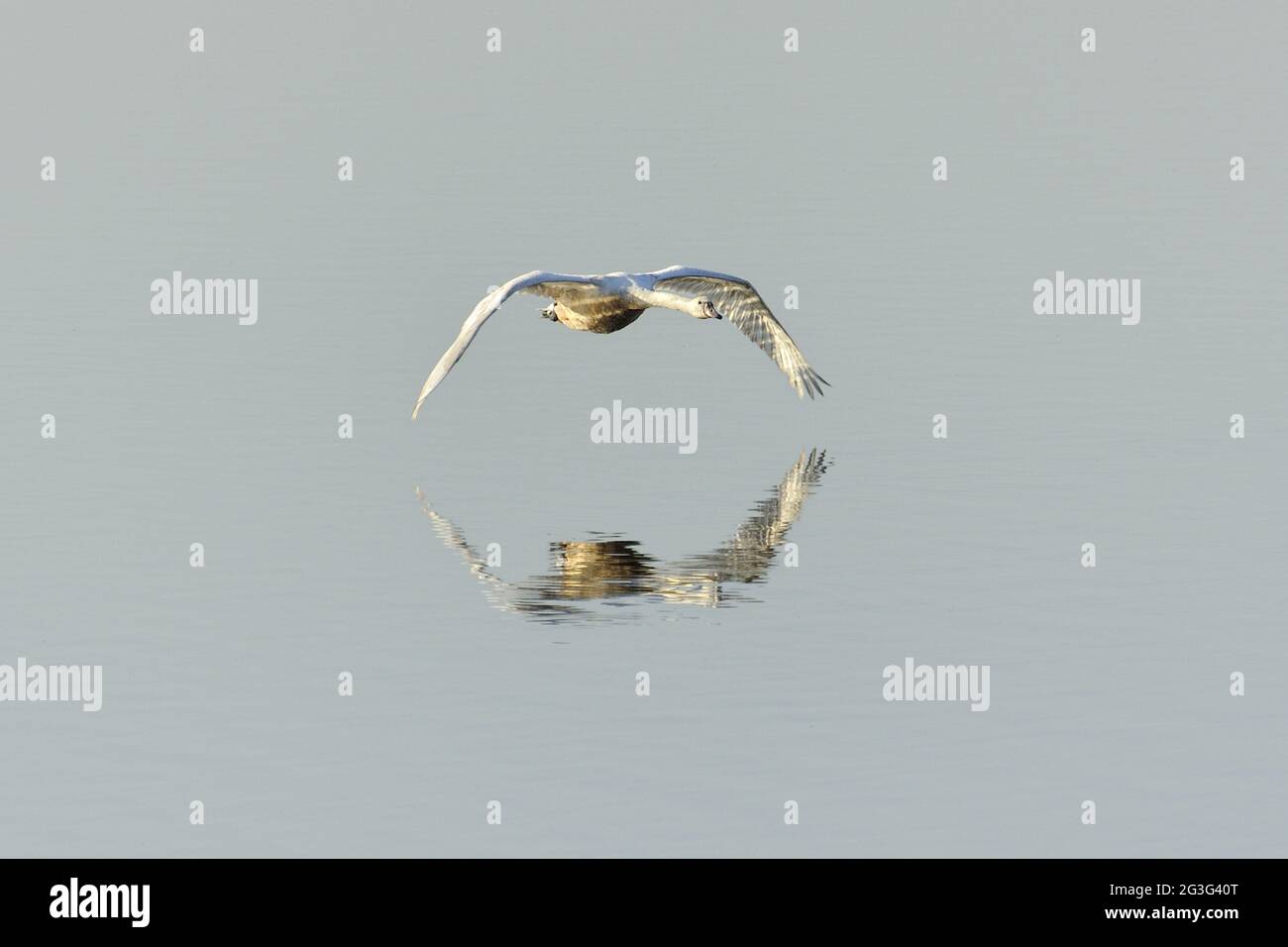 Whooper Swan (Cygnus cygnus) in flight Stock Photo