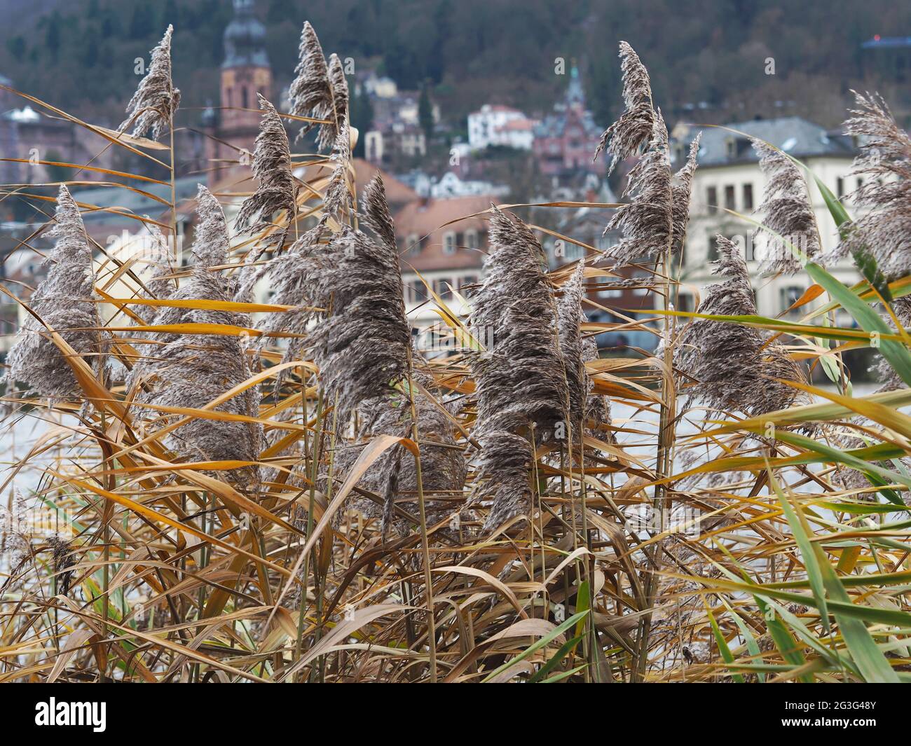 Reeds at the bank of river Neckar during winter in Heidelberg, Germany. Out of focus old town is visible in the background. Stock Photo