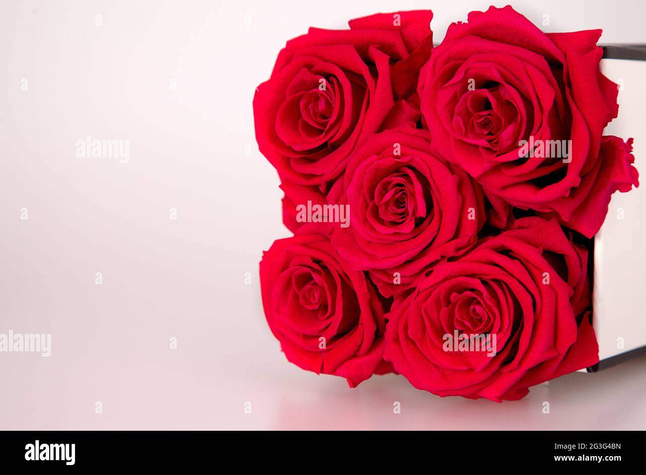 Rote infinity Rosen auf dem weißen Hintergrund Stock Photo