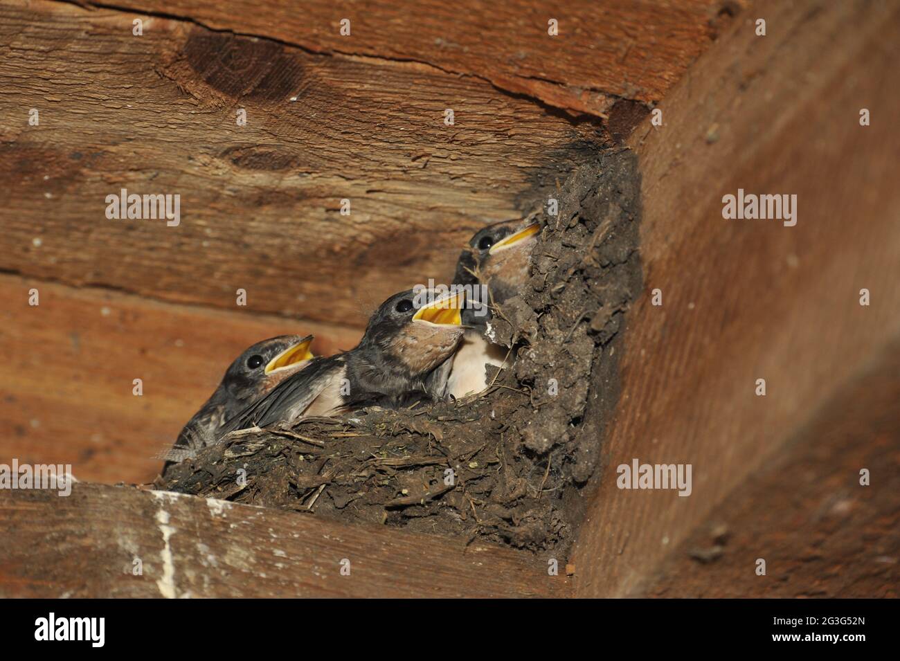 Swallow's nest at the Steinhuder Meer (Hirundo rustica) Stock Photo