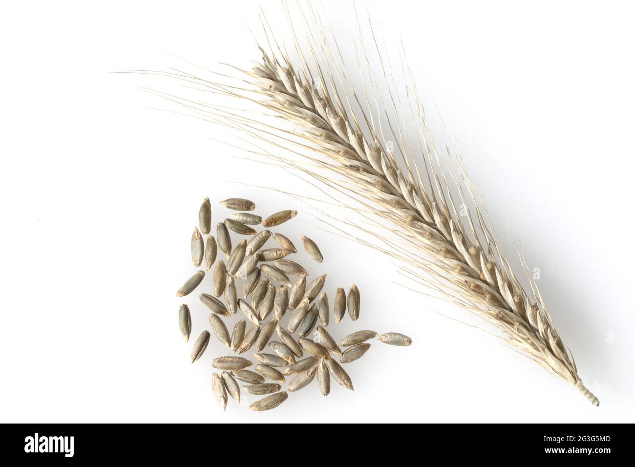 Rye Free Cut Out Stock Images & Pictures - Alamy