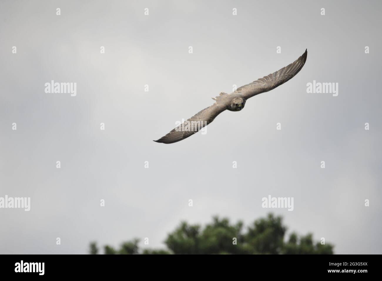 Saker Falcon Falco cherrug Stock Photo