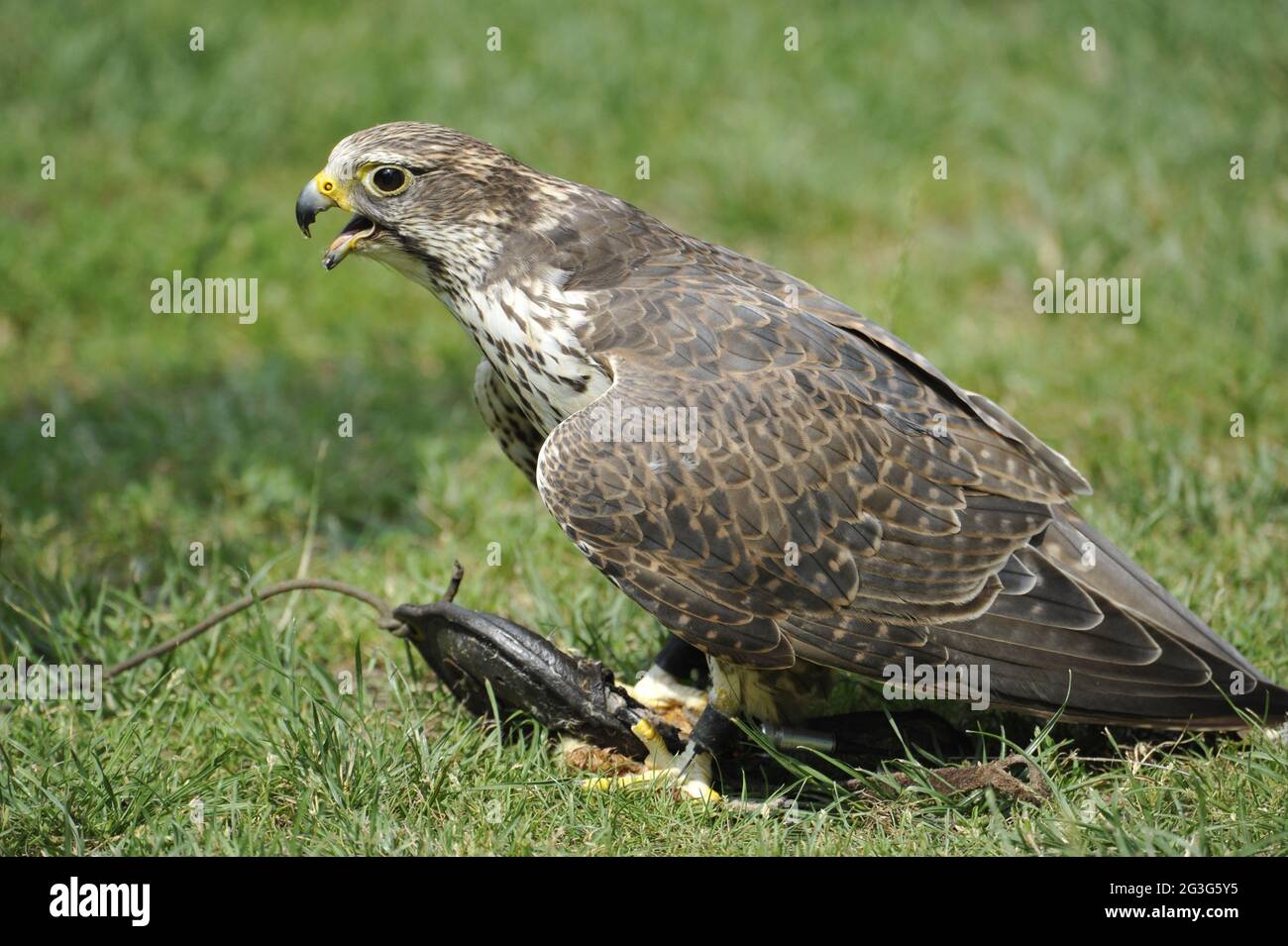 Saker Falcon Falco cherrug Stock Photo Alamy