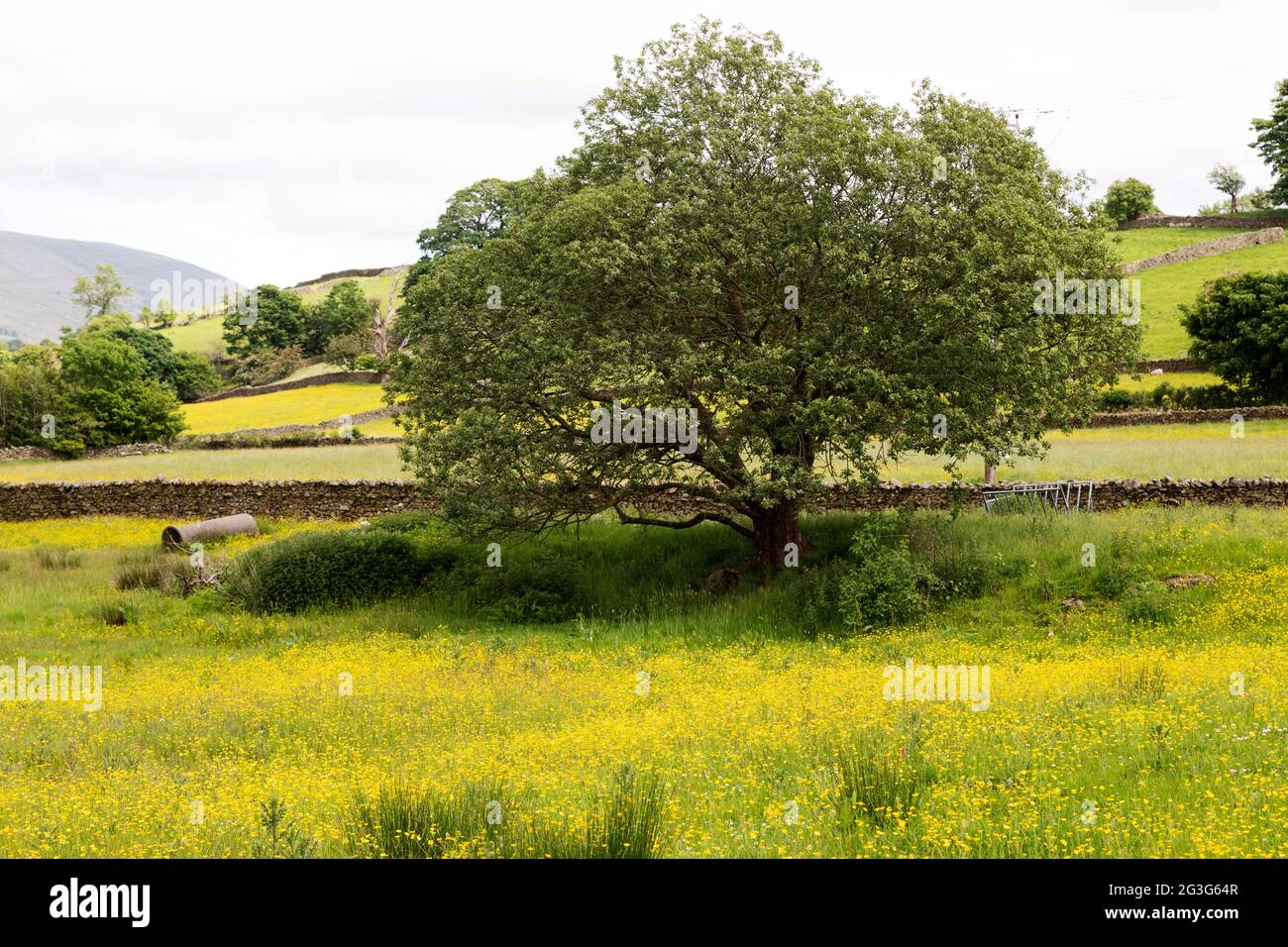 Yellow flowers in a felds near Sedbergh in Cumbria, England. Sedbergh is in the Yorkshire Dales National Park. Stock Photo